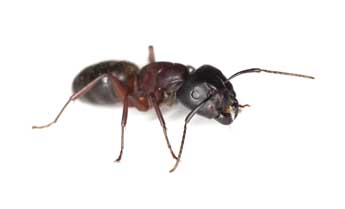 ant insect